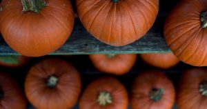 Pumpkins stacked on shelves | Gunther Kia