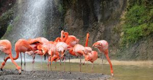 Pink flamingos in water with a waterfall in the background | Gunther Kia
