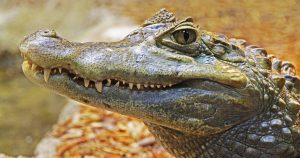 A close up of an alligator | Gunther Kia 
