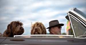 Old person driving with dogs in the car | Gunther Kia